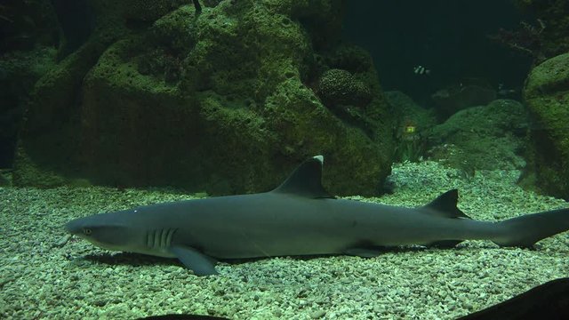 Shark resting underwater on the sandy seabed