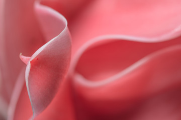 Macro pink flower petals background © AK ST