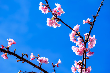 Pink Cherry Blossom Against Blue Sky