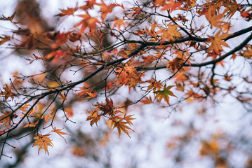 Red maple leaves in autumn season with sky blurred background, taken from Japan.