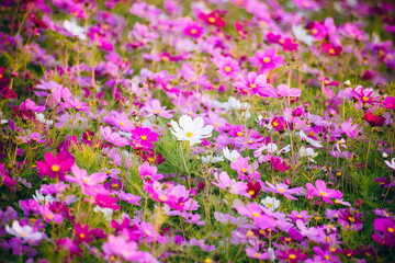 Naklejka premium Piękny kwiat tło