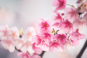 Fototapety  Piękny kwiat wiśni sakura wiosną nad niebo.