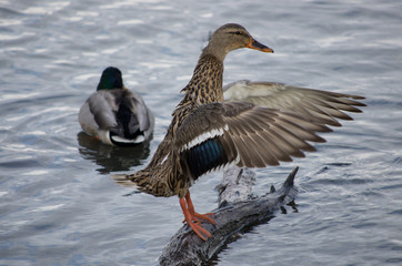 female duck flapping wings