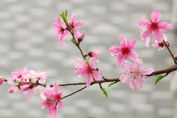 blooming pink peach flower on the branch in spring