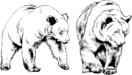Fototapeta premium bear drawn with ink from the hands of a predator tattoo logo