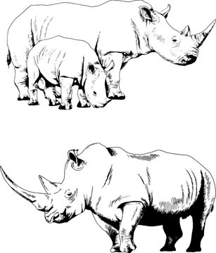 attacking big rhinoceros drawn by hand on a white background separated tattoo