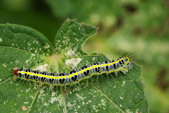 Image of Hairy caterpillar (Eupterote testacea) on green leaves. Insect Animal