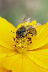 Image of bee or honeybee on yellow flower collects nectar. Golden honeybee on flower pollen. Insect. Animal
