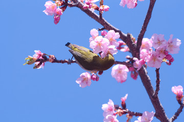 メジロと河津桜
