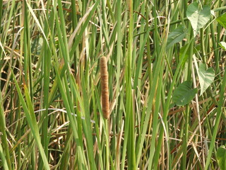 Typha also called as bulrush, reedmace, cattail, punks,  corn dog grass, cumbungi