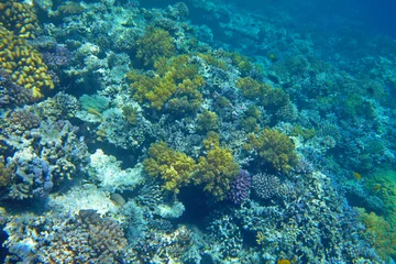 Foto op Aluminium coral reef © fox17