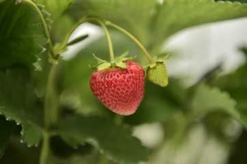 イチゴ　アップ