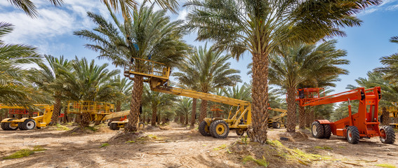 Plantation of date palms, maintenance. Tropical agriculture industry in the Middle East