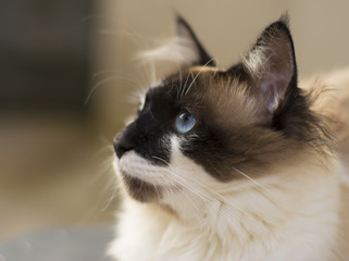 Adorable Cat