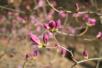 Fototapeta na wymiar Plum to signal the beginning of spring