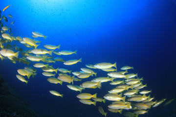 Obraz na płótnie Canvas Bigeye Snapper fish underwater
