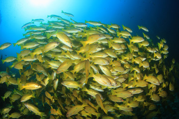 Fototapeta na wymiar Bigeye Snapper fish underwater