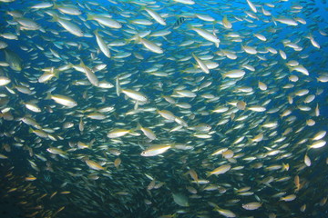Fototapeta na wymiar Bigeye Snapper fish underwater