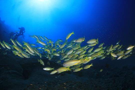 Bigeye Snapper fish underwater