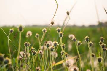 small flower in the field.