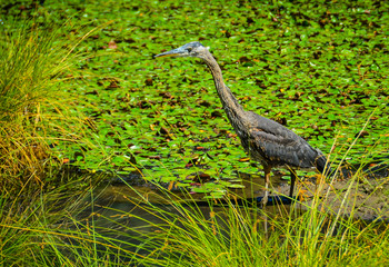 Nisqually National Wildlife Refuge, Washington State, USA