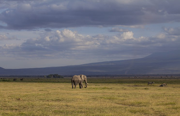 Fototapeta na wymiar Amboseli National Park. Beautiful landscape - majestic view of Mount Kilimanjaro and elephants..