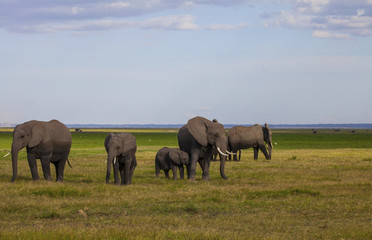 Naklejka na ściany i meble Amboseli National Park. Beautiful landscape - majestic view of Mount Kilimanjaro and elephants..