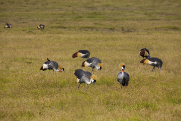 Grey crowned crane (balearica regulorum) in Amboseli National Park, Kenya
