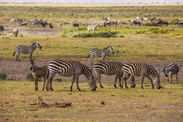Fototapeta na wymiar Zebras, wildebeests, also called gnus in Amboseli Park, Kenya