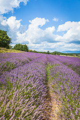 Fototapeta na wymiar Lavender Field in Provence, France