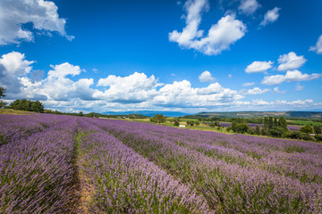 Naklejka na ściany i meble Lavender Field in Provence, France