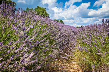 Fototapeta na wymiar Summer lavender field in Provence, France