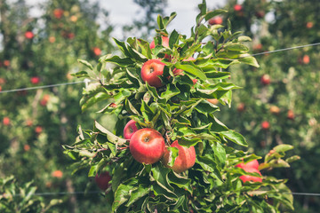 Apple garden full of riped red fruits