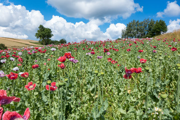 rosa lila rote Mohn Bl&uuml;ten Felder durch wandern oder genie&szlig;en im Mohndorf Almschlag