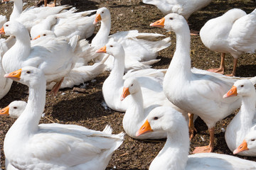 Obraz premium stehende sizende weiße Gänse mit gelben Schnabel als Nahaufnahme