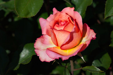 zum verlieben wunderschöne Rosen in allen Farben und Formen als Nahaufnahmen für Broschüre oder Kataloge