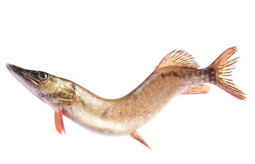 Fish pike