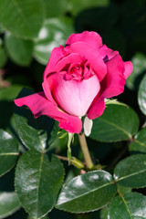 Obraz premium zum verlieben wunderschöne Rosen in allen Farben und Formen als Nahaufnahmen für Broschüre oder Kataloge