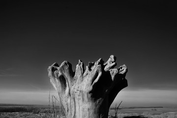 Dry tree in black and white