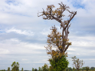 The sun shining through a majestic green oak tree on a meadow, with clear blue sky in the background, panorama format