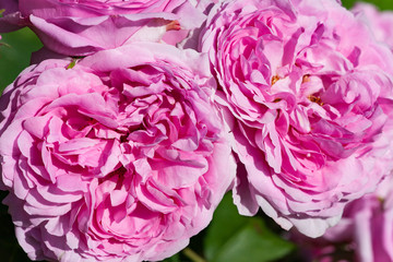 zum verlieben wunderschöne Rosen in allen Farben und Formen als Nahaufnahmen für Broschüre oder Kataloge