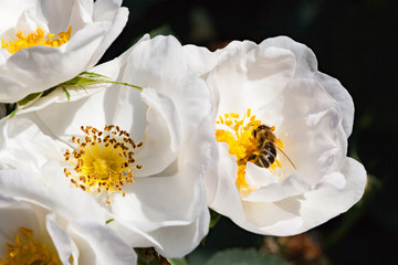 zum verlieben wunderschöne Rosen in allen Farben und Formen als Nahaufnahmen für Broschüre oder...