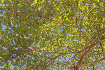 The sun shining through a majestic green oak tree on a meadow, with clear blue sky in the background, panorama format
