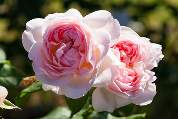 zum verlieben wunderschöne Rosen in allen Farben und Formen als Nahaufnahmen für Broschüre oder...