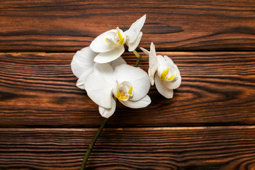 Fototapeta na wymiar Branch of a white orchid on a brown wooden background 