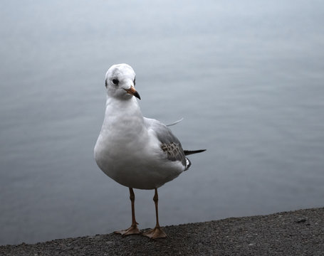 Portrait of a seagull. Seagull stands on a concrete parapet against the gray sea