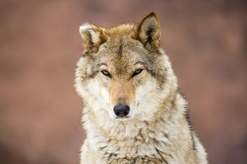 Naklejka premium Серый волк