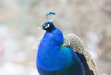 Obraz premium Павлин (самец).