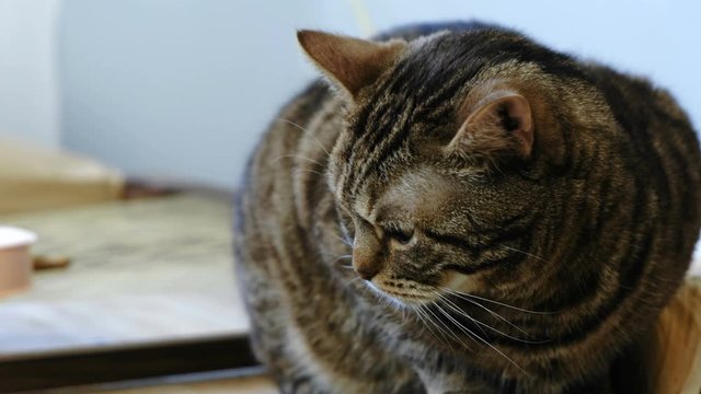 Close-up of tabby cat lying on the wood table.