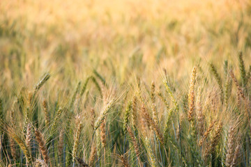 Barley plants in a wheat field at sunset. Close up.